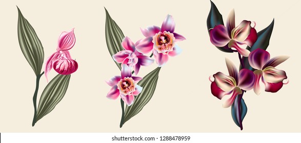 Collection of vector tropical flowers for design