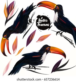 Collection of vector tropical toucan birds on white background