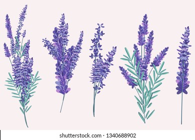 Collection of vector vintage rose flowers in bouquets