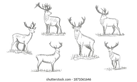 Collection of vector vintage styled engraved hand drawn deer animal hunting season