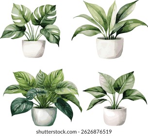 Collection of vector watercolor illustrated tropical plants in white pots


