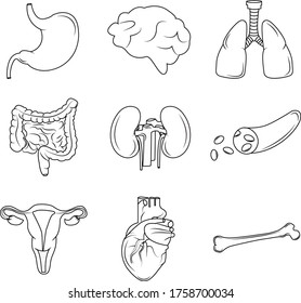 Collection of vectors showing important body organs in line art outline