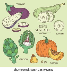 Collection of vegetables: artichoke, pumpkin, zucchini and eggplant. Vector hand drawn illustration.