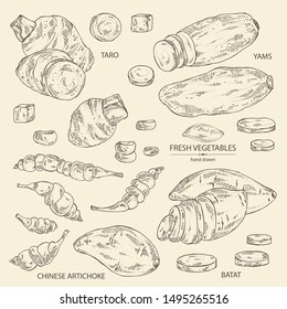 Collection of vegetables: batat, taro root, yams, chinese artichoke. Vector hand drawn illustration.