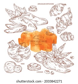 Collection of vegetables: batat, taro root, cassava root and Jerusalem artichoke. Vector hand drawn illustration.