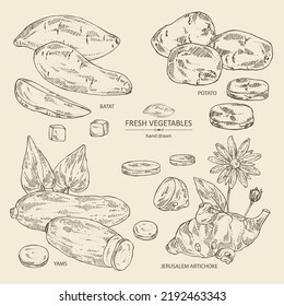 Collection of vegetables: batat, tuber of yams, sweet potato, Jerusalem artichoke and potatoes. Vector hand drawn illustration.