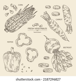 Colección de hortalizas: remolacha, zanahoria, maíz y pimienta. Ilustración dibujada a mano por el vector