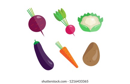 Collection of vegetables, beetroot, radish, cauliflower, eggplant, carrot, potato vector Illustration on a white background
