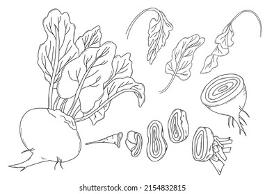 Collection of vegetables beets. Beetroot, root, leaves, half root vegetable and root cut into pieces. Vector illustration. Linear hand drawing, outline