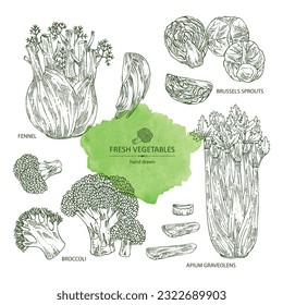 Collection of vegetables: broccoli, fennel, celery, apium graveolens, brussels sprouts. Vector hand drawn illustration.