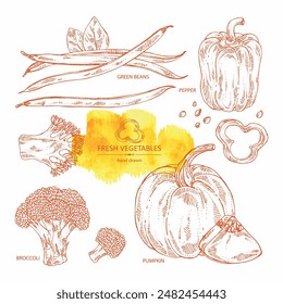Collection of vegetables: broccoli, pumpkin, french green beans, pepper. Vector hand drawn illustration.