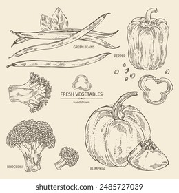 Collection of vegetables: broccoli, pumpkin, french green beans, pepper. Vector hand drawn illustration.