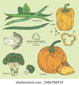 Collection of vegetables: broccoli, pumpkin, french green beans, pepper. Vector hand drawn illustration.