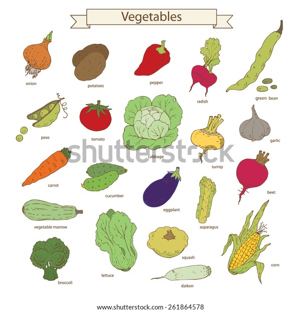 Collection Vegetables Color Vector Illustration Stock Vector (Royalty ...