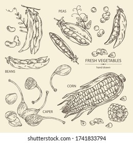 Collection of vegetables: corn, peas pod, beans pod, caper. Vector hand drawn illustration.