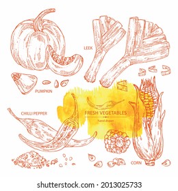 Sammlung von Gemüse: Mais, Kürbis, Chilischoten und Leine. Vektorgrafik, handgezeichnet.