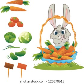 Collection Vegetables: Cucumber, Tomato, Cabbage and Carrots