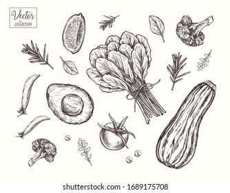 Collection of vegetables. Eco healthy food. Vector Hand Drawn Botanical Illustration. A bunch of greens, zucchini, avocado, peas, lemon slice, tomato, rosemary, tomato.