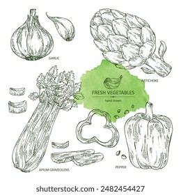 Collection of vegetables: garlic, artichoke, celery, apium graveolens, pepper. Vector hand drawn illustration.