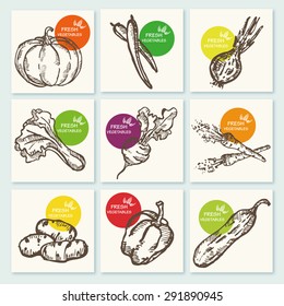 Collection of vegetables, hand drawn. 