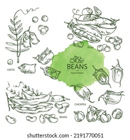 Collection of vegetables: peas, beans pod, chickpea beans and lentil. Vector hand drawn illustration.