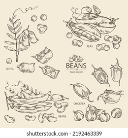 Sammlung von Gemüse: Erbsen, Bohnen, Kichererbsen und Linsen. Vektorgrafik, handgezeichnet.