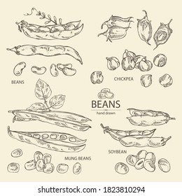 Collection of vegetables: soybean plant, beans pod, chickpea beans and mung beans. Vector hand drawn illustration.