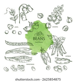 Coleção de legumes: planta de soja, lentilha, feijão de grão-de-bico e feijão mung. Ilustração desenhada à mão vetorial.