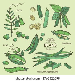 Collection Of Vegetables: Soybean Plant, Peas Pod, Lettil Beans And Pod, French Green Beans. Vector Hand Drawn Illustration.