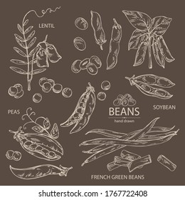 Collection of vegetables: soybean plant, peas pod, lettil beans and pod, french green beans. Vector hand drawn illustration.