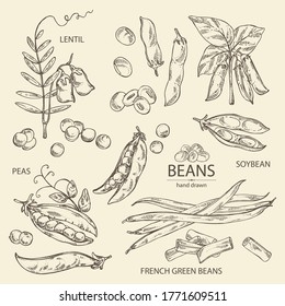 Collection of vegetables: soybean plant, peas pod, lettil beans and pod, french green beans. Vector hand drawn illustration.