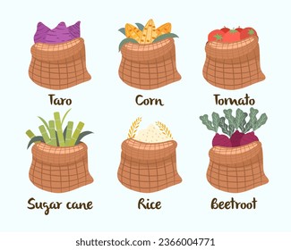 collection of vegetables. taro, corn, tomato, sugar cane, rice and beetroot. Vector illustration.