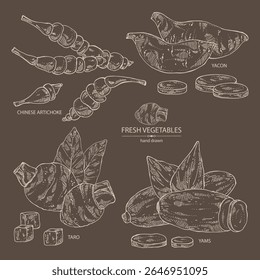 Colección de verduras: raíz de taro, tubérculo de ñame, yacón, alcachofa china. Vector dibujado a mano ilustración.