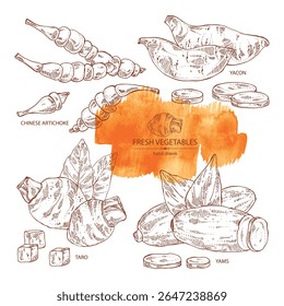 Collection of vegetables: taro root, tuber of yams, yacon, chinese artichoke. Vector hand drawn illustration.