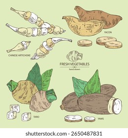 Colección de verduras: raíz de taro, tubérculo de ñame, yacón, alcachofa china. Vector dibujado a mano ilustración.