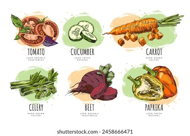 A collection of vegetables with a trade name. Watercolor vector with tomatoes, cucumbers, carrots, celery, peppers and beets. Detailed design graphics on a culinary theme on an isolated background.