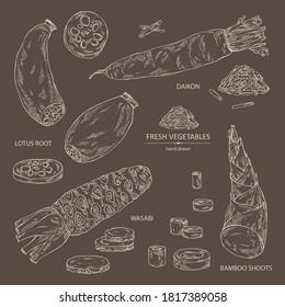 Collection of vegetables: wasabi root, lotus root, daikon radish and bamboo shoots. Vector hand drawn illustration. 