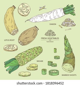 Collection of vegetables: wasabi root, lotus root, daikon radish and bamboo shoots. Vector hand drawn illustration. 
