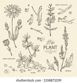 Collection of verbena: verbena flowering branch, arnica montana flowers, resin of myrrh,baikal skullcap flowering branch and root. Cosmetic and medical plant. Vector hand drawn illustration