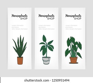 Collection of vertical banner templates with plants growing in pots and place for text on white background. Colored vector illustration for home gardening or houseplant cultivation shop advertisement.