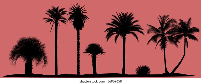 Collection of very detailed vector palm trees silhouettes