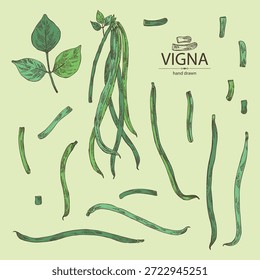 Colección de habas verdes de vigna: planta, vaina y semilla de habas verdes. Vector dibujado a mano ilustración