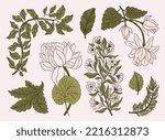 Collection vintage floral motif. William Moriss style art and craft movement. Design outline flower symbol. Vector illustration.