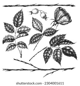 Collection of vintage flowers, leaves and berries of wild rose. Rose hip hand drawn, sketches, pointillism style.