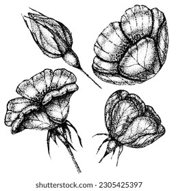 Collection of vintage flowers, leaves and berries of wild rose. Rose hip hand drawn, sketches, pointillism style.