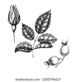 Collection of vintage flowers, leaves and berries of wild rose. Rose hip hand drawn, sketches, pointillism style.