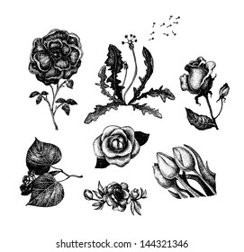 Collection of vintage hand drawn flowers