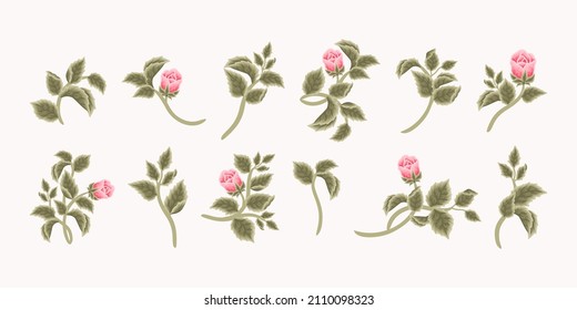 Collection of vintage romantic pink rose flower bud and green leaf branch for greeting cards, wedding invitation, decoration, craft, journal, feminine logo, beauty label, branding elements