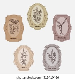 Collection of vintage storage labels with herbs and spices. Melissa, turmeric, estragon, mint, fennel. Retro hand drawn vector illustration