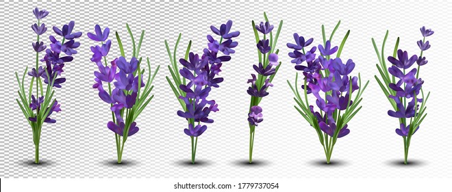 Collection violet lavender with green leaf isolated on white background. Bunch flower. Lavender close up. Fragrant lavender. 3d vector illustration